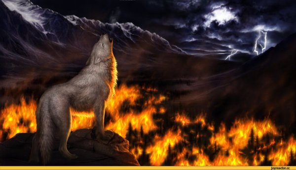 Волк в огне