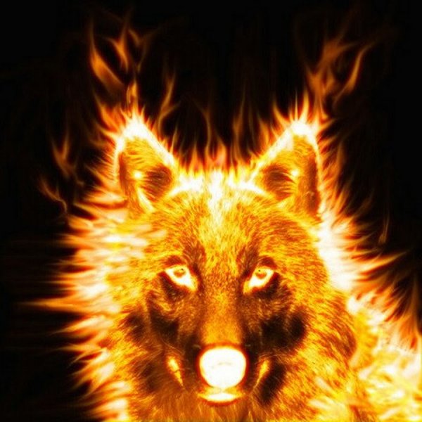 Морда огненного волка