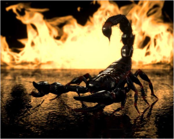 Скорпион на заставку