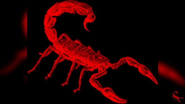 Цвета скорпиона