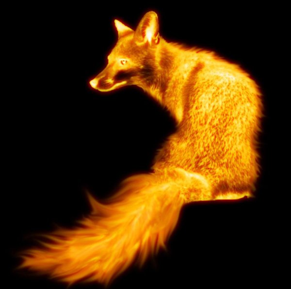 Огненные лисы