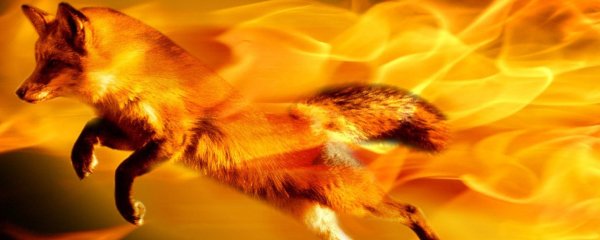 Лисица в огне