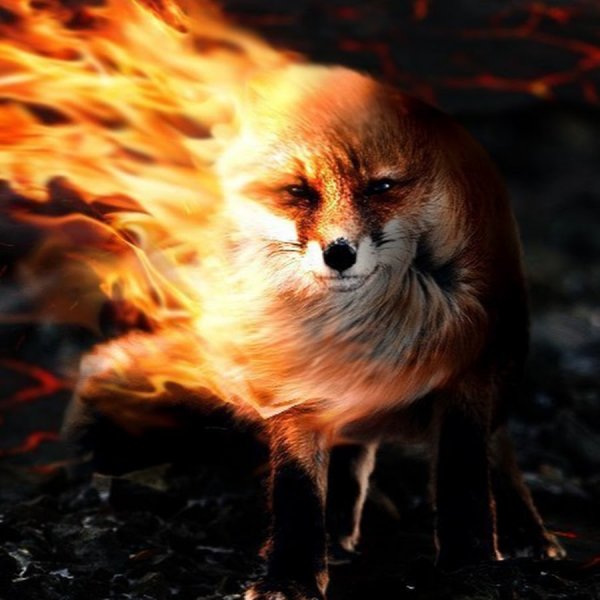 Огненная лиса арт