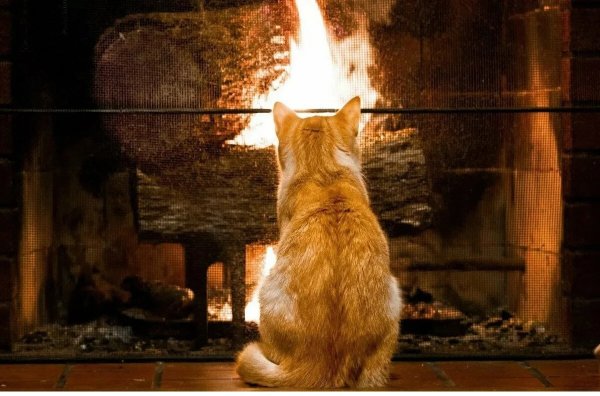 Коты у камина