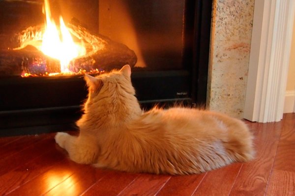 Теплый уютный камин и кот