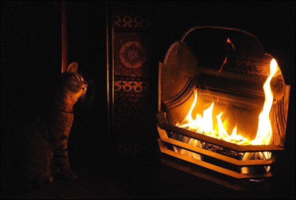 Кошка у очага