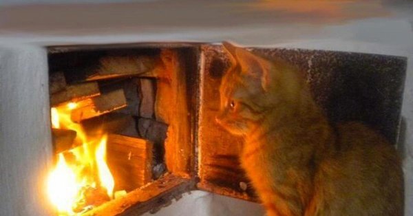 Кот на печке