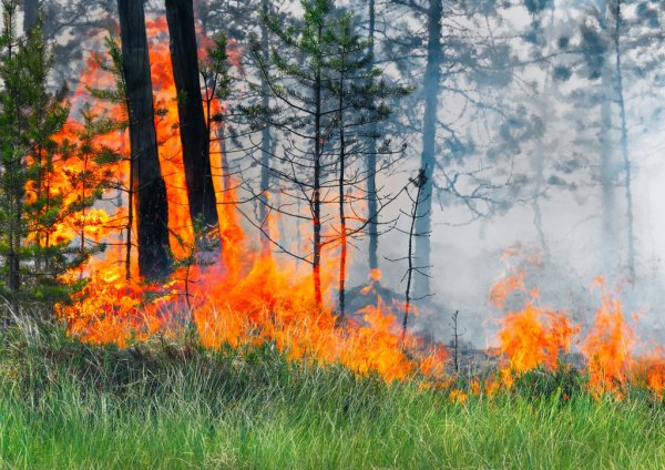 Пожар в лесу