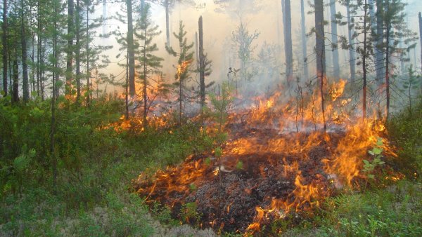 Кузьмолово Лесной пожар