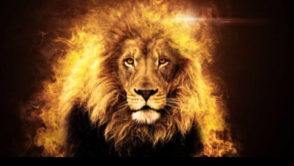 Лев на фоне огня