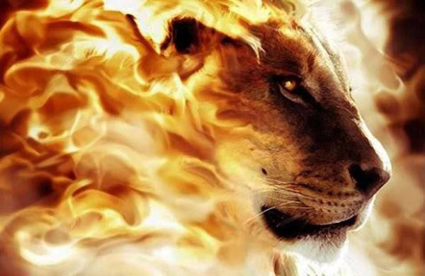 Львица в огне