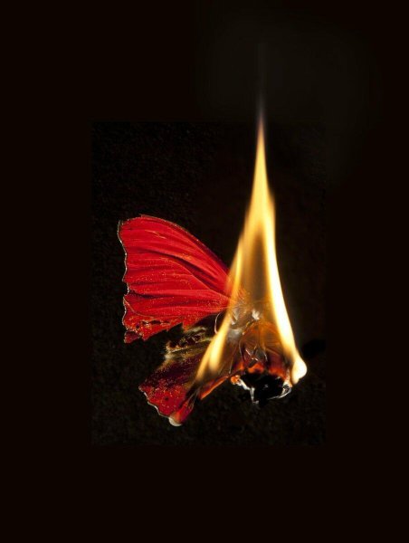 Огненный мотылек