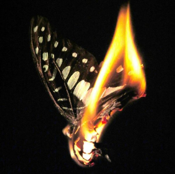 Бабочка с обожженными крыльями