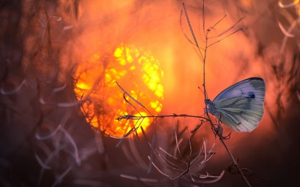 Мотыльки летят на свет