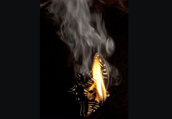 Горящий мотылек