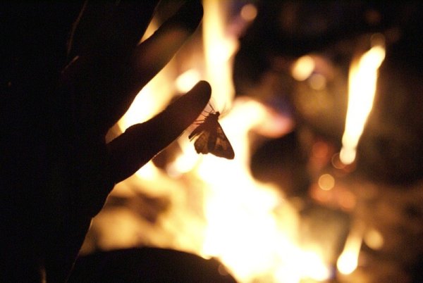 Мотылек летит на огонь