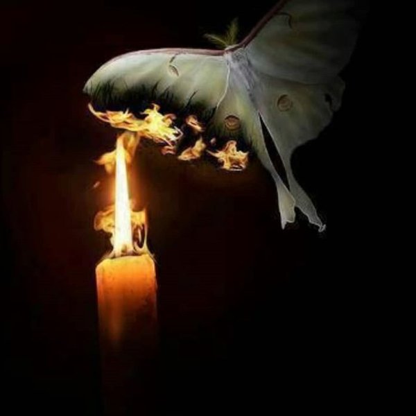 Мотылек летит на огонь