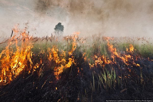 Природа после войны