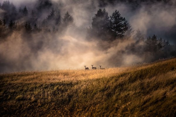 Красный туман