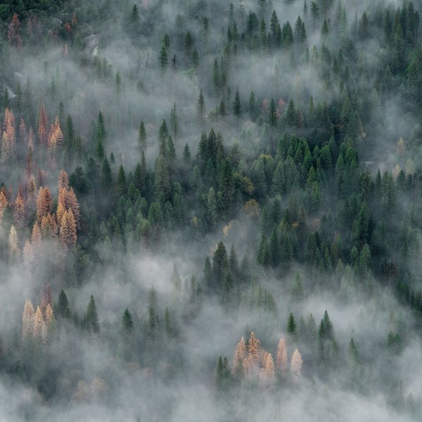 Лесные пожары