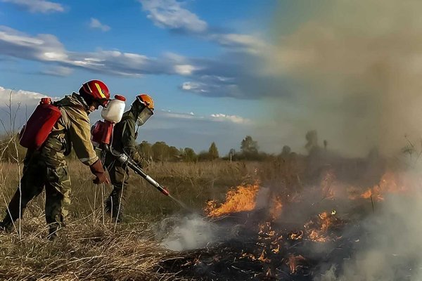 Противопожарные мероприятия в лесу