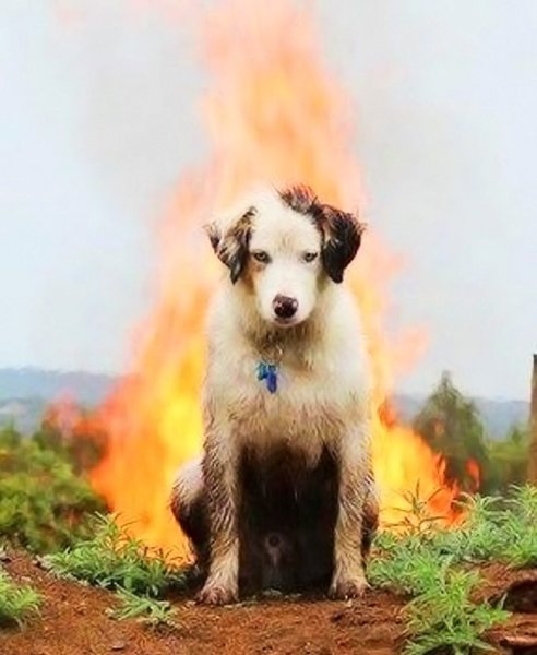 Что это такое щенок огонь