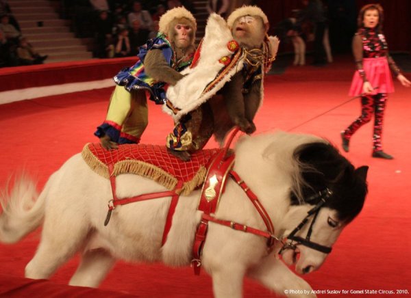 Наталья Якубова цирк