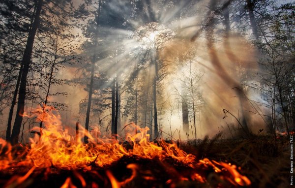 Лесные пожары в Сибири 2020