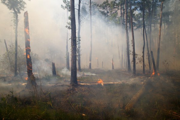 Лес после пожара