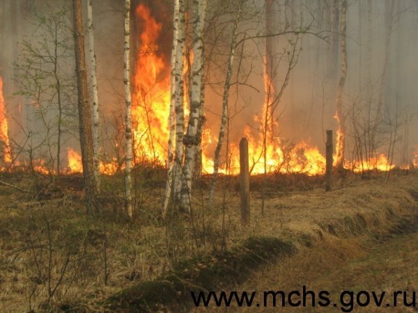 Лесной пожар березы
