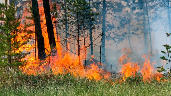 Лес от пожара