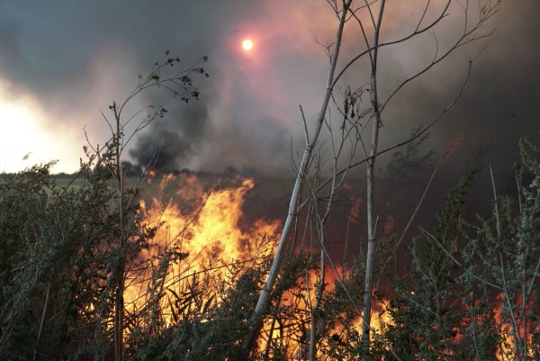 Роща и огонь