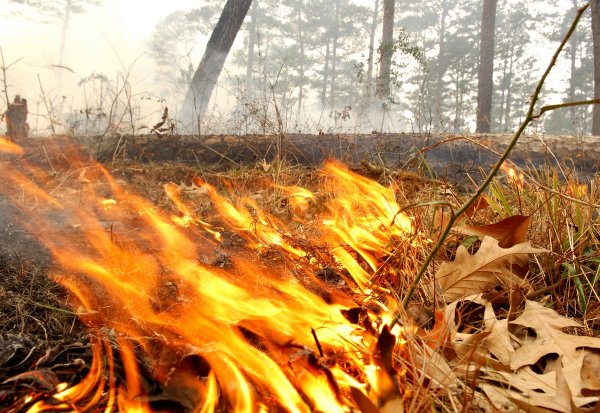 Сжигание листвы