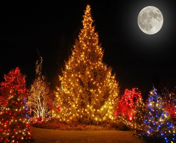 Новогодняя ель