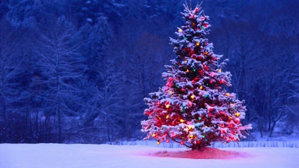 Нарядная елочка в лесу