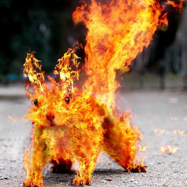 Лис горит настоящий