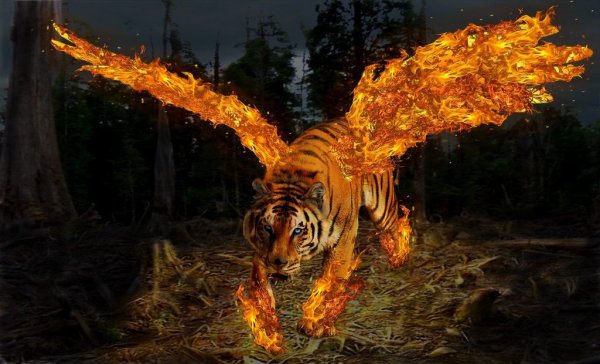Огненный тигр