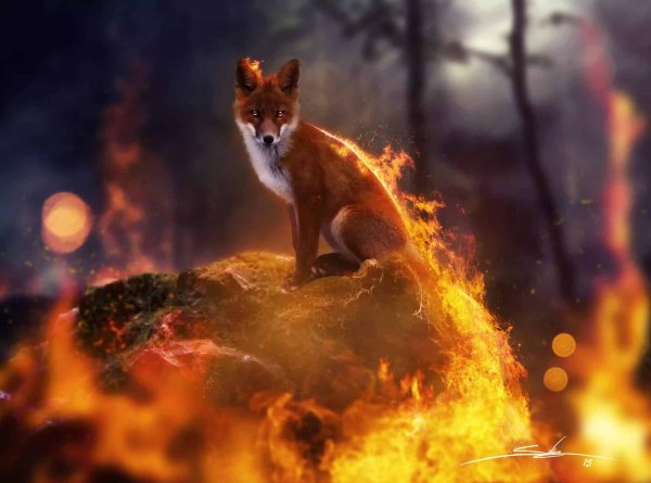 Лиса в огне