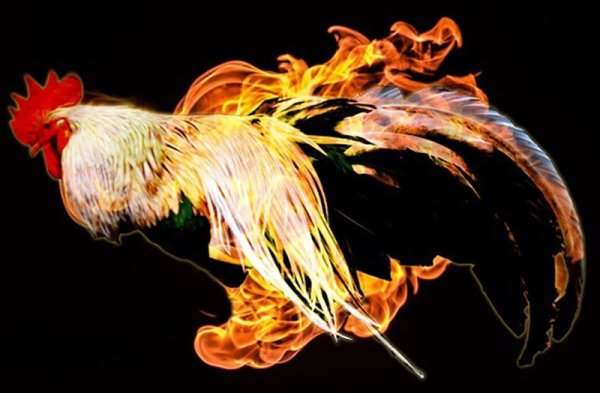 Жареный петух