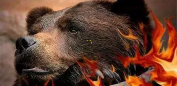 Медведь в огне