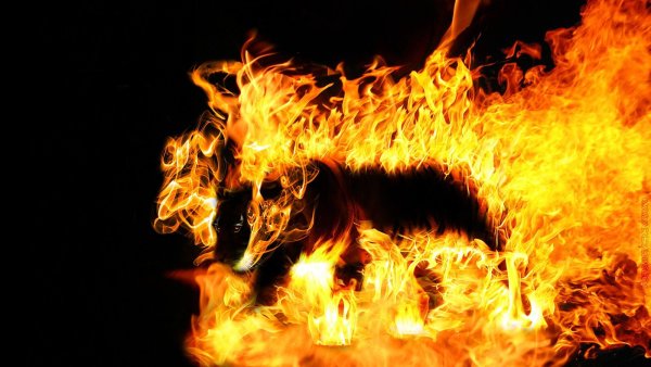 Зверь в огне