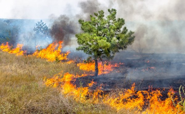 Экология пожары