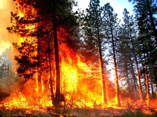 Горящий лес