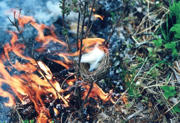 Птицы в горящем лесу