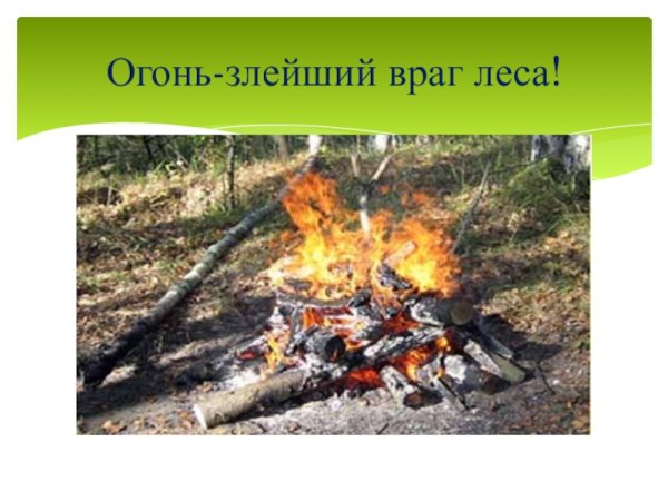 Враги леса