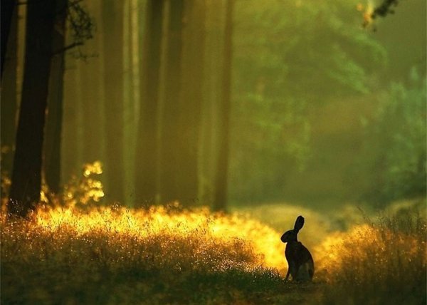 Солнце природа Дикая