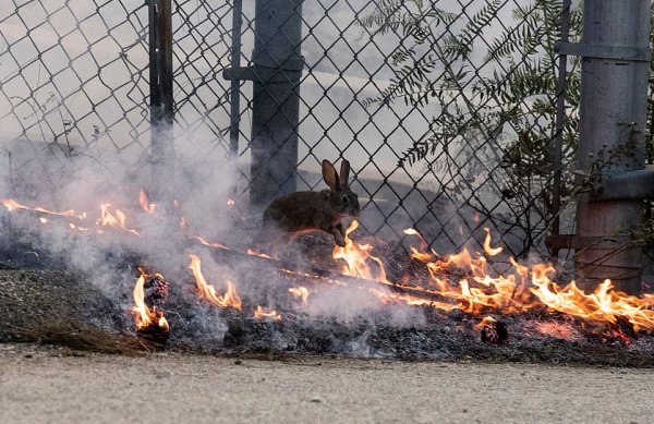 Звери в пожаре