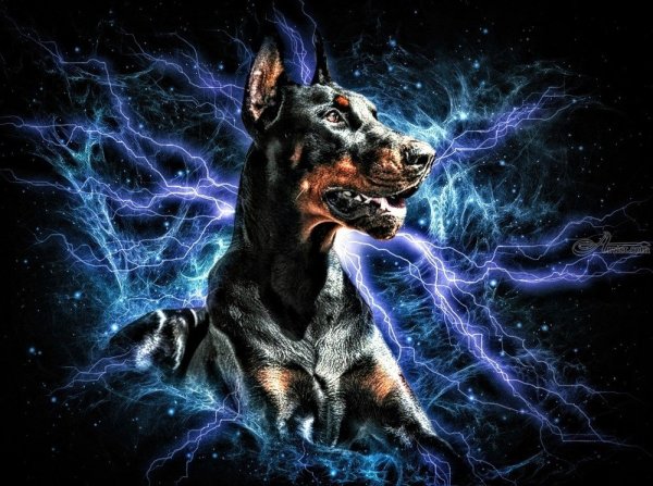 Доберман неон