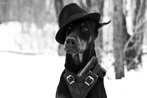 Доберман в очках