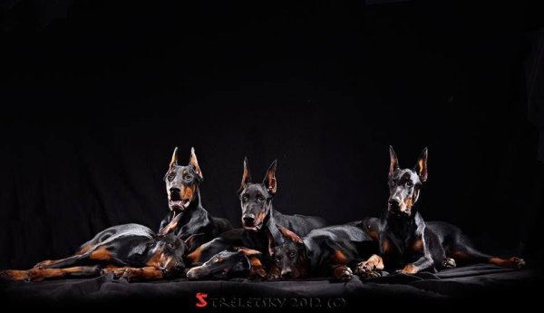 Собака Доберман группа